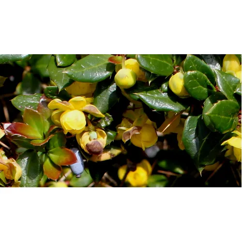 Барбарис сизо-белый Джут, 20-30 см.