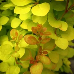 Барбарис Тунберга Еллоу Тауэр, 20-30 см.