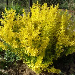 Барбарис Тунберга Эвита, 20-30 см.