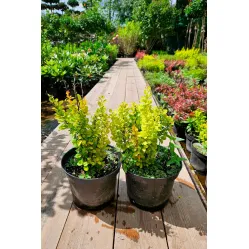 Барбарис Тунберга Голден Рокет, 20-30 см.