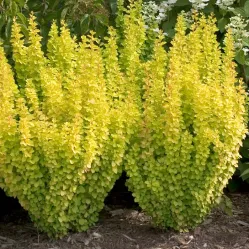 Барбарис Тунберга Голден Торч, 40-60 см.