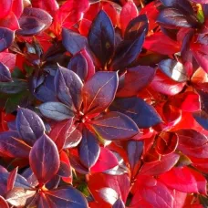 Барбарис средний Ред Джевел, 20-30 см.