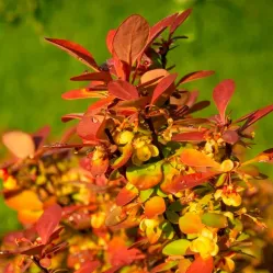Барбарис Тунберга Саммер Сансет, 20-30 см.