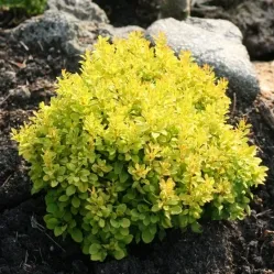 Барбарис Тунберга Санни, 20-30 см.