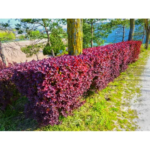 Барбарис оттавский Суперба, 20-30 см.