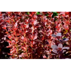 Барбарис Тунберга Вулкано, 60-80 см.