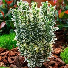 Бересклет японский М. Альбовариегатус, 30-40 см.