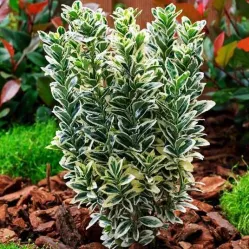 Бересклет японский М. Альбовариегатус, 30-40 см.