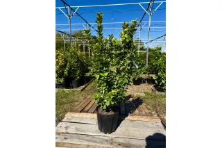 Бересклет японский Ауреус, 80-100 см.