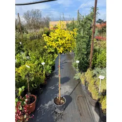 Бересклет японский Ауреус на штамбе, 100 см.