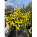 Бересклет японский Ауреус на штамбе, 100 см.