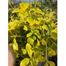 Бересклет японский Ауреус на штамбе, 100 см.