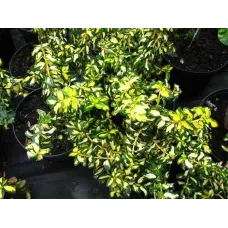 Бересклет Форчуна Блонди, 20-30 см.