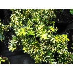 Бересклет Форчуна Блонди, 20-30 см.