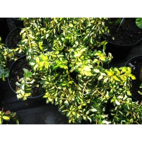 Бересклет Форчуна Блонди, 20-30 см.