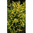 Бересклет Форчуна Блонди, 20-30 см.