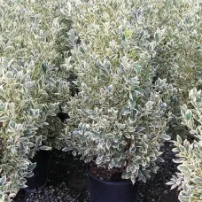 Бересклет японский Браво, 30-40 см.