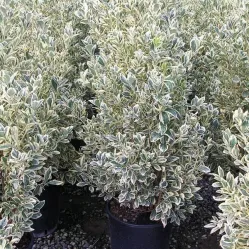 Бересклет японский Браво, 30-40 см.