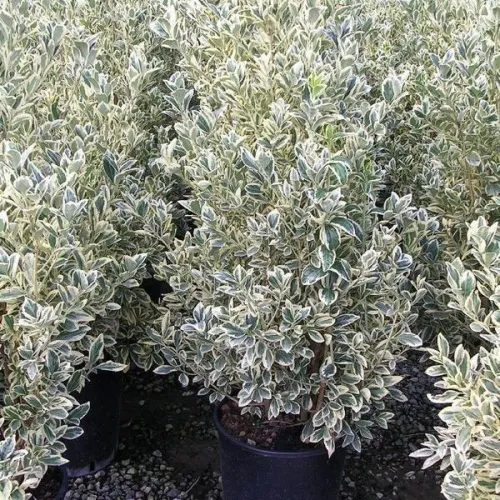 Бересклет японский Браво, 30-40 см.