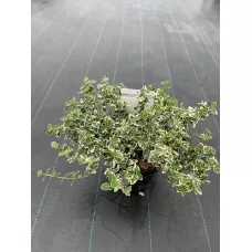 Бересклет Форчуна Эмеральд Гаити, 30-40 см.