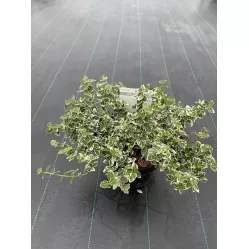 Бересклет Форчуна Эмеральд Гаити, 30-40 см.