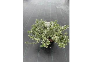 Бересклет Форчуна Эмеральд Гаити, 30-40 см.