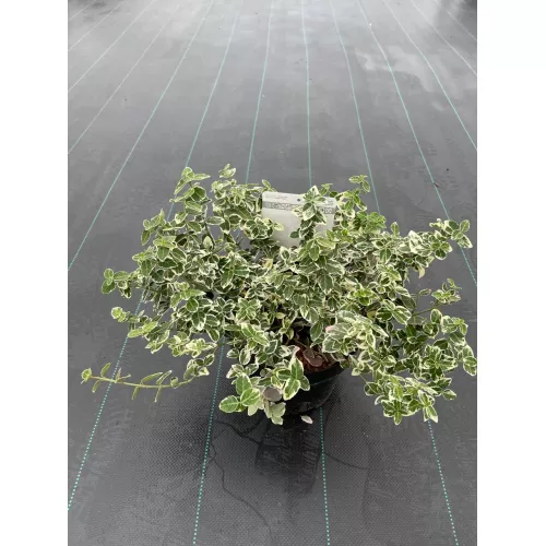 Бересклет Форчуна Эмеральд Гаити, 30-40 см.