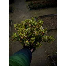 Бересклет Форчуна Эмеральд Голд, 20-30 см.