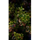 Бересклет Форчуна Эмеральд Голд, 20-30 см.