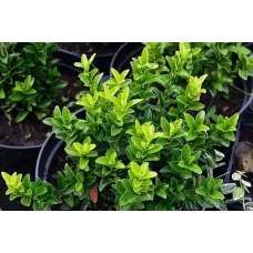 Бересклет японский Грин Спаер, 30-40 см.