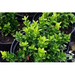 Бересклет японский Грин Спаер, 30-40 см.