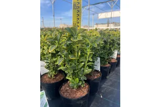 Бересклет японский Ауреомаргината, 30-40 см.