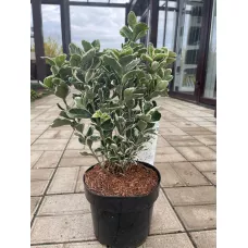 Бересклет японский Кэти, 30-40 см.