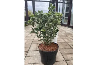 Бересклет японский Кэти, 30-40 см.