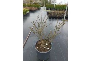 Бересклет крылатый Компактус, 30-40 см.