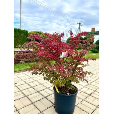 Бересклет крылатый Компактус, 70-80 см.