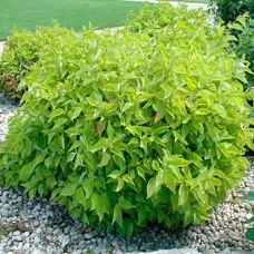 Дерен белый Ауреа, 20-30 см.