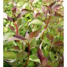 Дерен белый Батон Руж, 20-30 см.