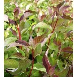 Дерен белый Батон Руж, 20-30 см.