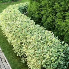 Дерен белый Элегантиссима, 20-30 см.