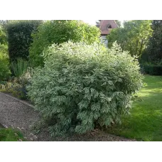 Дерен белый Элегантиссима, 60-80 см.