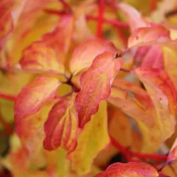 Дерен кроваво-красный Эннис Винтер Оранж, 20-30 см.