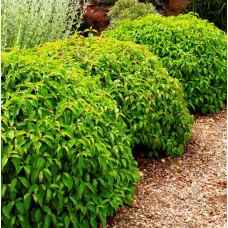 Дерен отпрысковый Келси, 20-30 см.