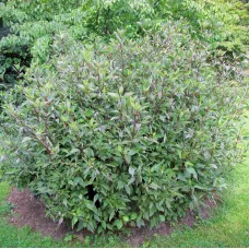 Дерен белый Кессельринги, 20-30 см.