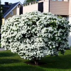 Дерен японский Милки Вэй, 2 метра