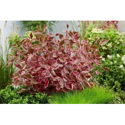 Дерен белый Миракл, 20-30 см.