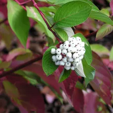 Дерен белый Сибериан Перлс, 20-30 см.