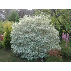 Дерен белый Сибирика, 20-30 см.