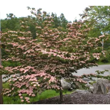 Дерен гибридный Стеллар Пинк, 1.8-2 метра