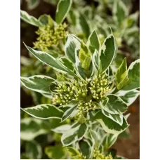 Дерен отпрысковый Вайт Голд, 20-30 см.